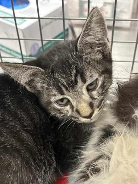Unknown - Domestic Short Hair