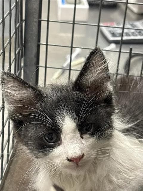 Unknown - Domestic Short Hair