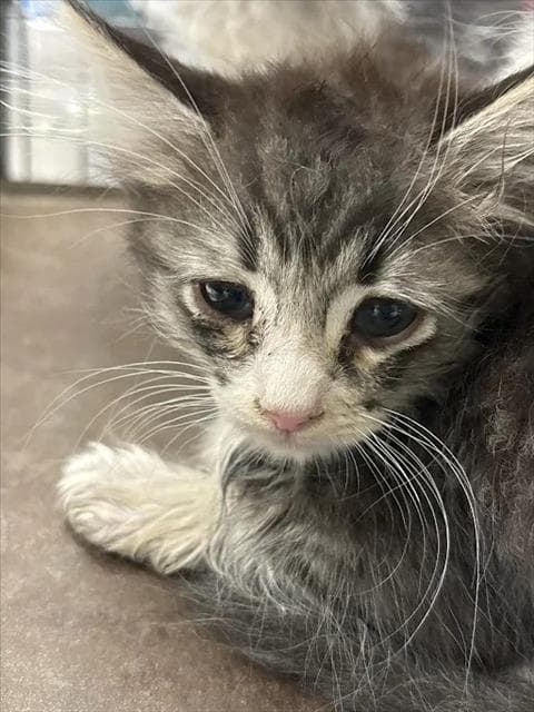 Unknown - Domestic Short Hair