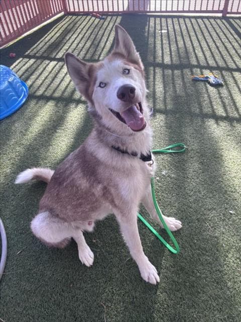 Suede - Siberian Husky