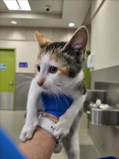 Mochi - Domestic Short Hair
