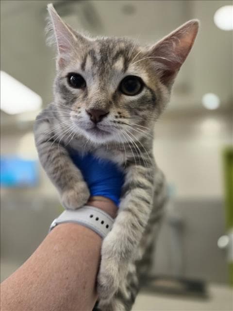 Koda - Domestic Short Hair
