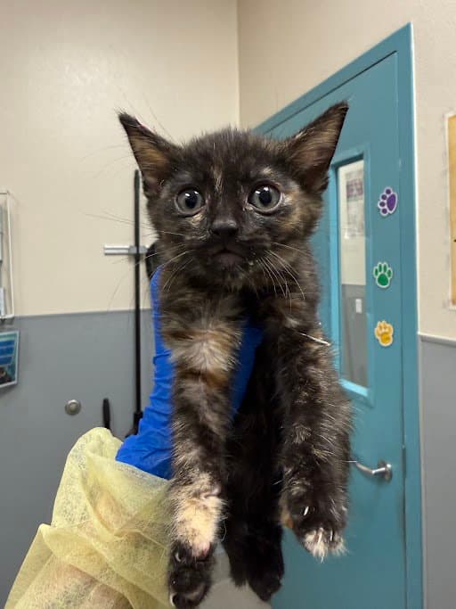 Luna - Domestic Short Hair