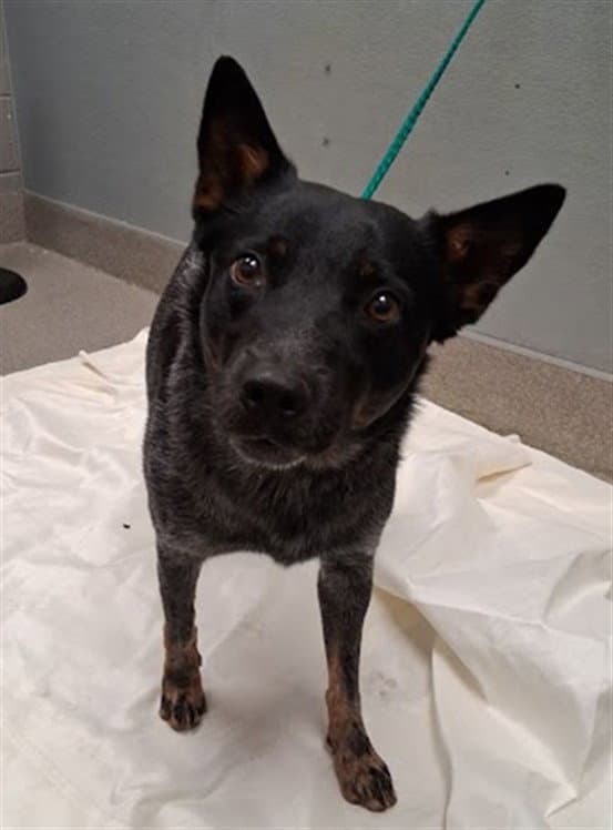 Cash - Australian Cattle Dog/Blue Heeler