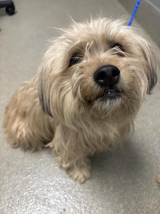Katseye - Maltese