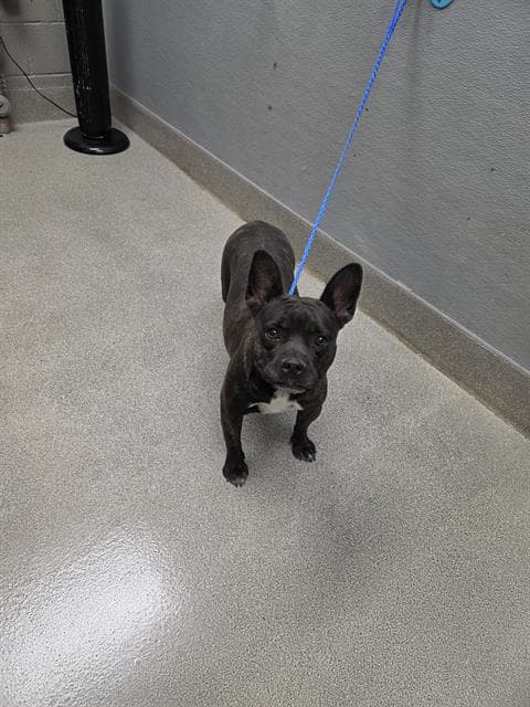 Coco - French Bulldog