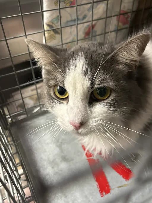Snowball - Domestic Medium Hair