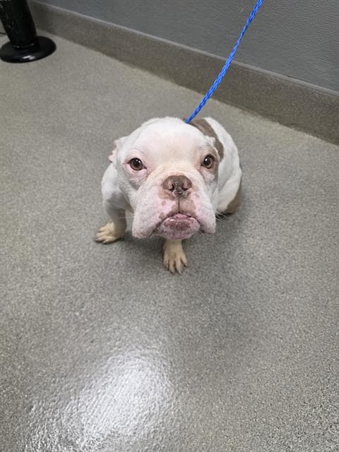Tank - English Bulldog