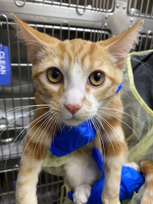 Leo - Domestic Short Hair