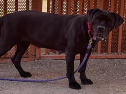Lady Barkington image 1