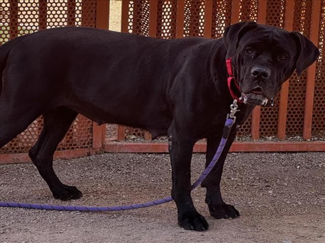 Lady Barkington - Cane Corso Mastiff