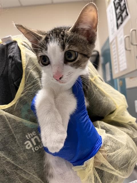 Big Boy - Domestic Short Hair