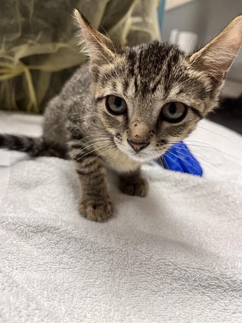 Small Girl - Domestic Short Hair