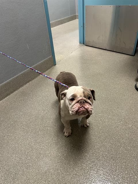 Barker - Bulldog