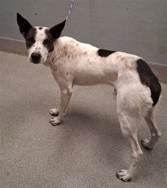 Patches - Border Collie