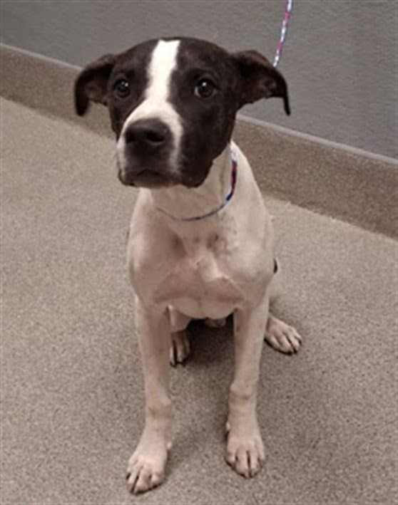 Luke Bryan - Pit Bull Terrier