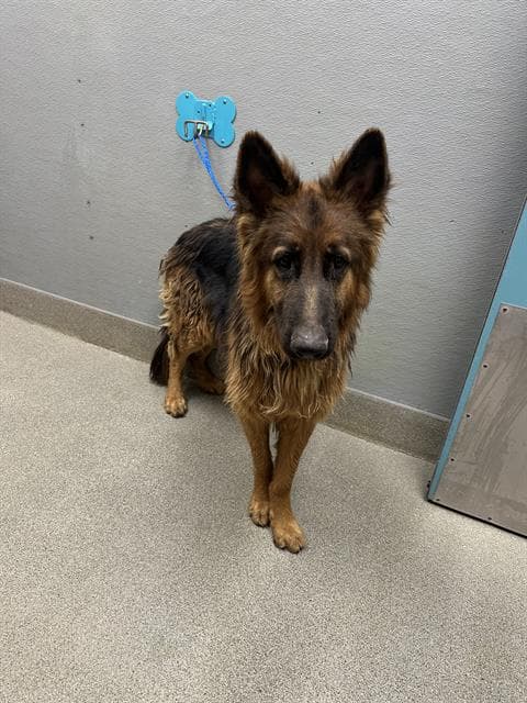 Prince Charming - German Shepherd Dog