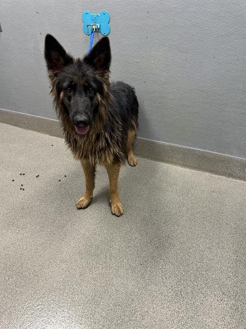 Cinderella - German Shepherd Dog