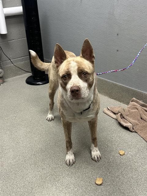 Pj - Pit Bull Terrier