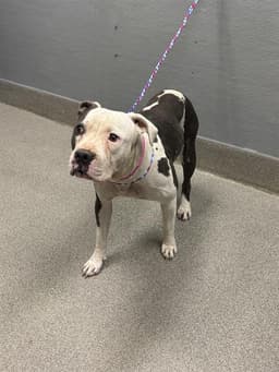 Sadie Mae image 1