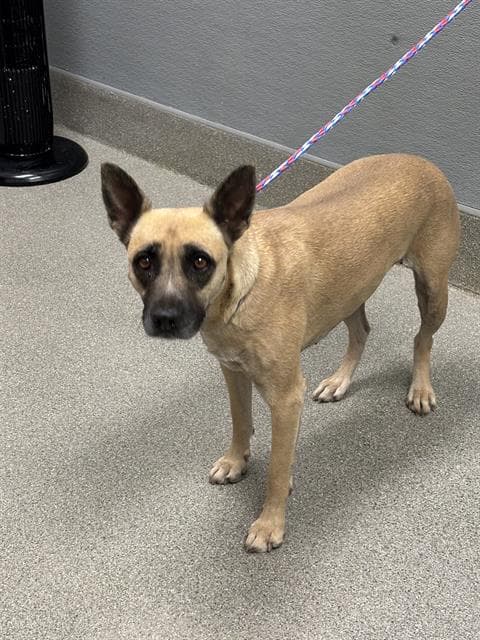 Nala - Belgian Shepherd Malinois