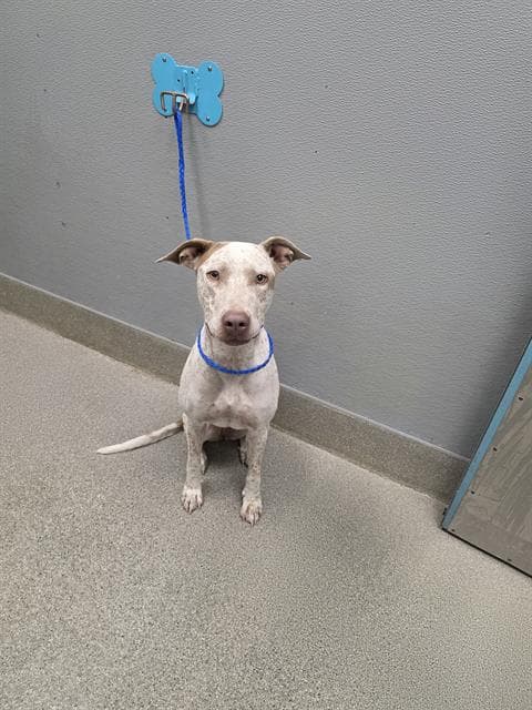 Pixie Paws - German Shorthaired Pointer