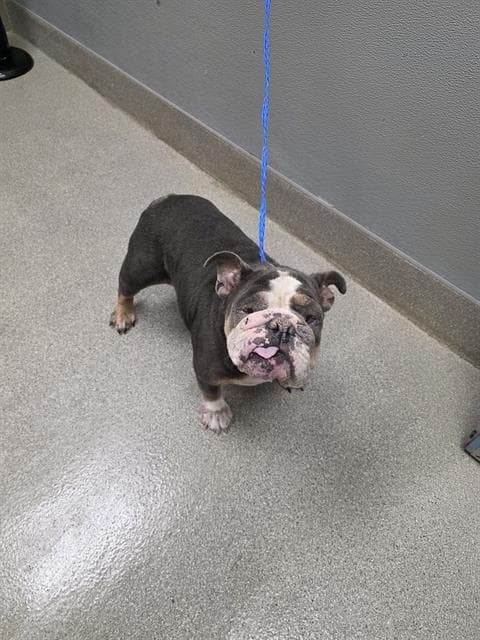 Blue - English Bulldog