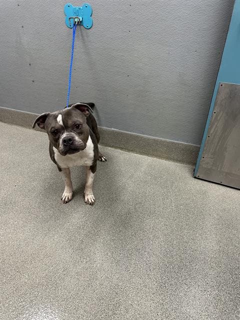 Loke - American Bulldog