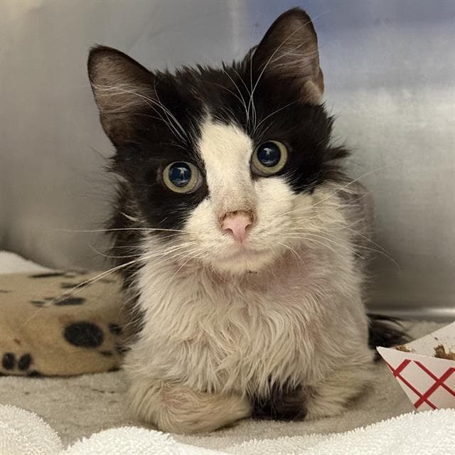Prince Antony - Domestic Medium Hair