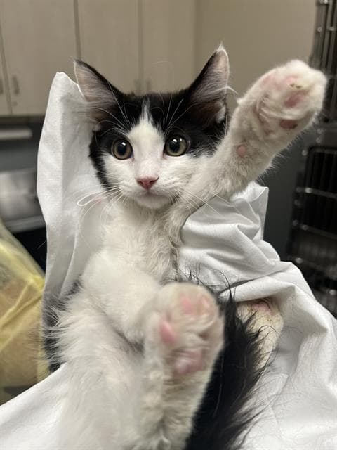 Chuckie - Domestic Short Hair