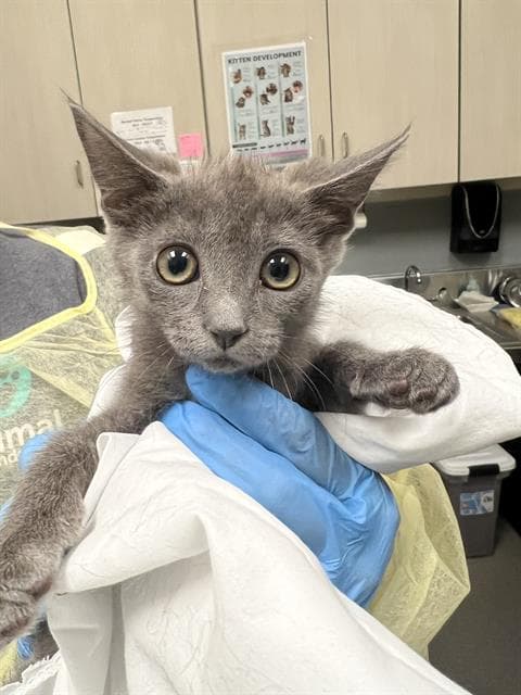 Angelica - Domestic Short Hair