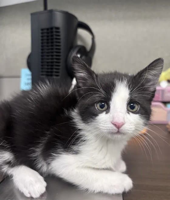 Jade - Domestic Short Hair