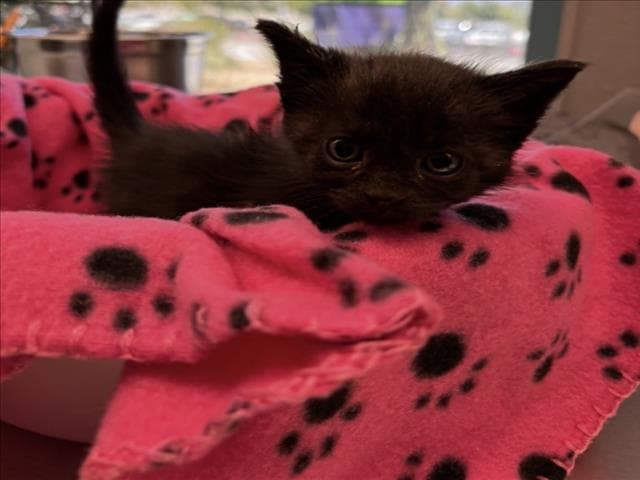 Hope - Domestic Short Hair