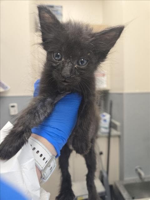 Spike - Domestic Short Hair