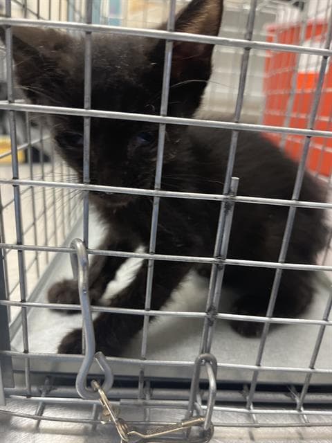 Fidget Spinner - Domestic Short Hair