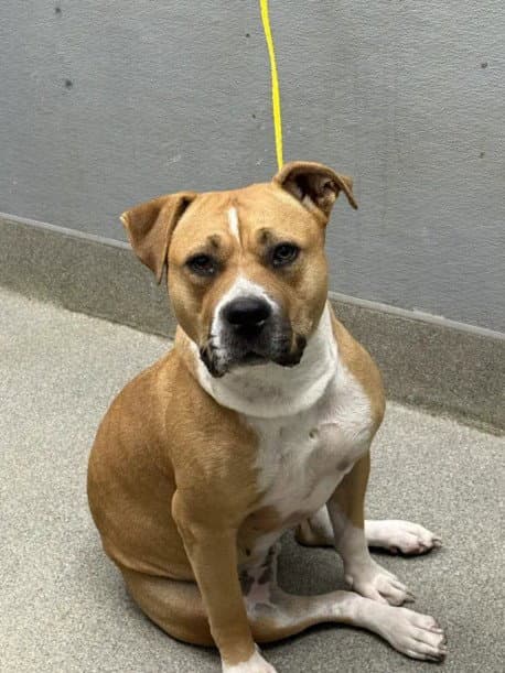 Tawney - Pit Bull Terrier