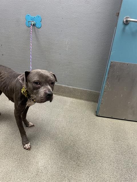 Raina - Pit Bull Terrier