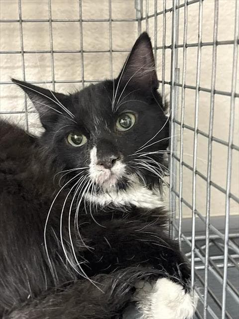 Boo Bear - Domestic Short Hair
