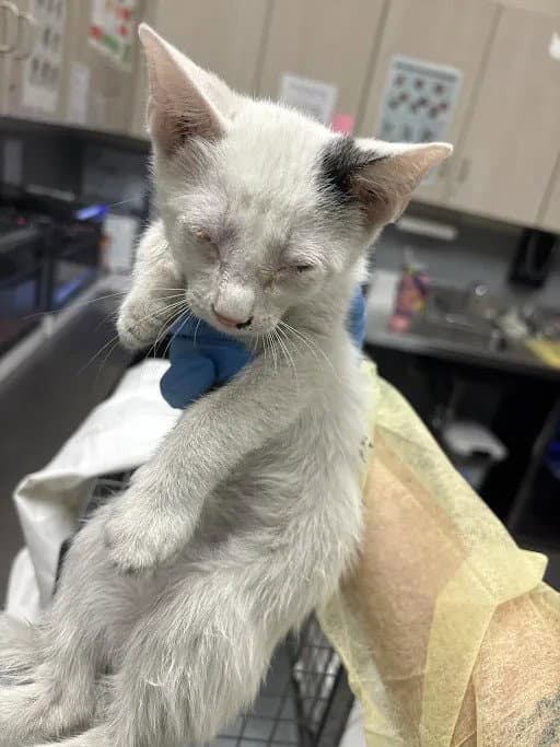 Pancakes - Domestic Short Hair