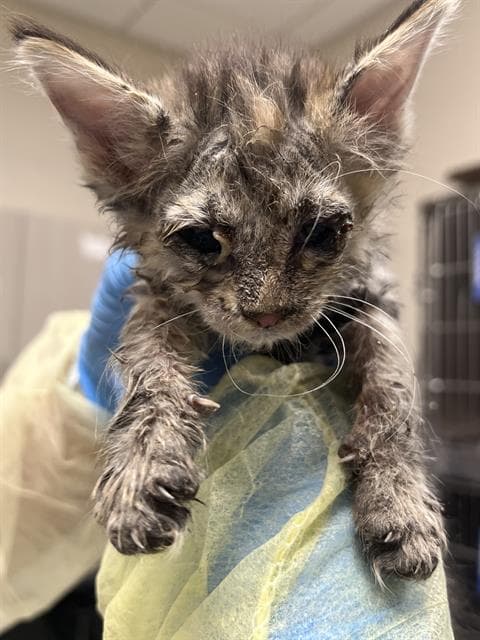 Labubu - Domestic Short Hair