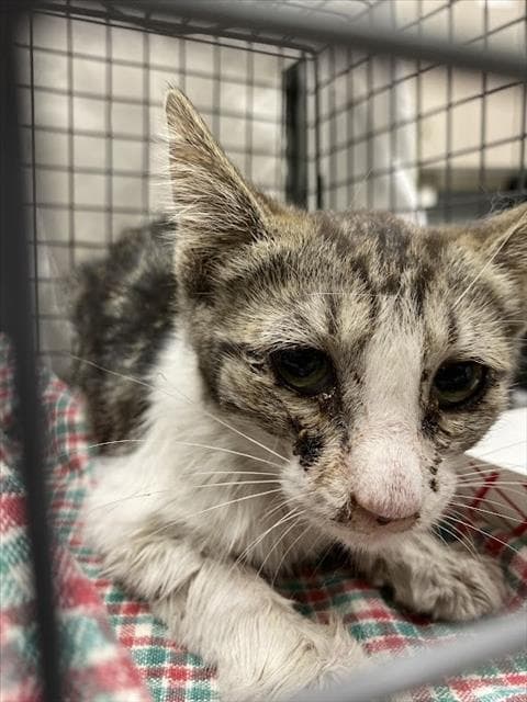 Gloria - Domestic Short Hair