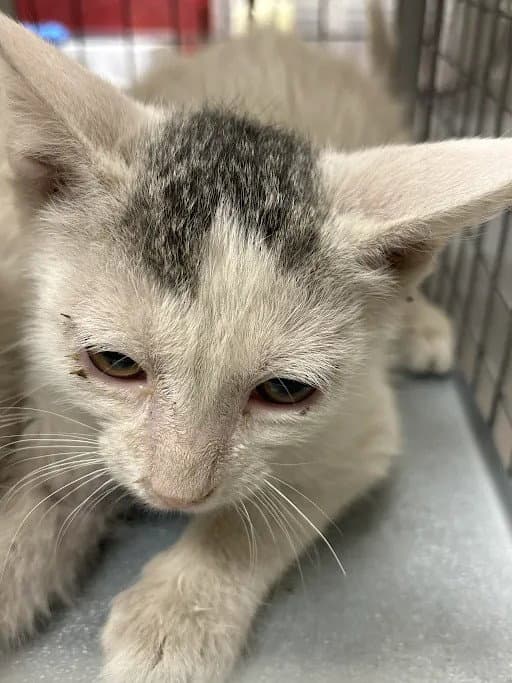 Bob - Domestic Short Hair
