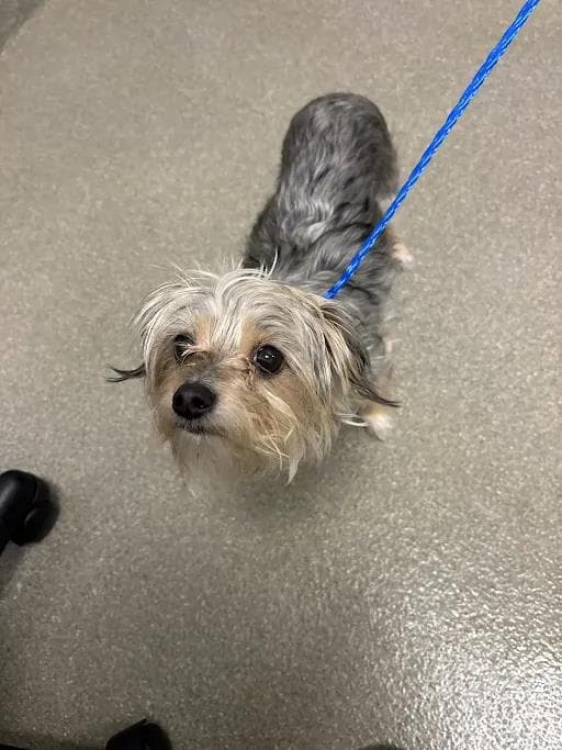 Brookie - Yorkshire Terrier Yorkie