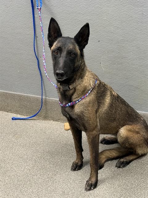 Lisie - Belgian Shepherd Malinois