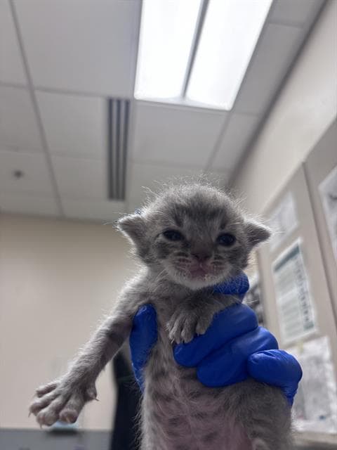 Unknown - Domestic Short Hair