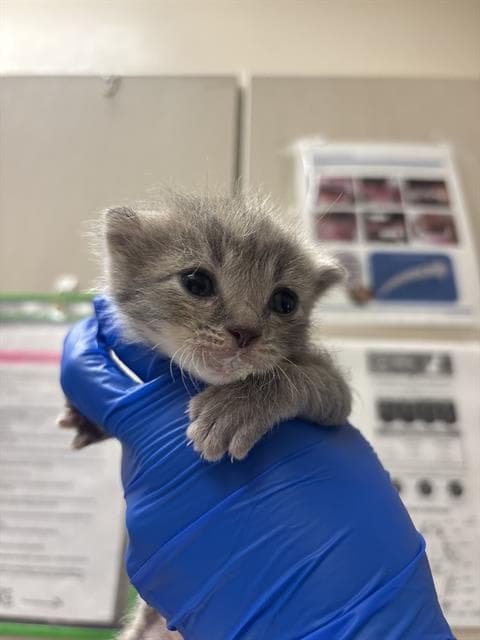 Unknown - Domestic Short Hair