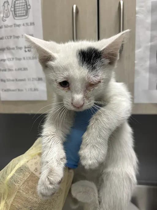 Waffles - Domestic Short Hair