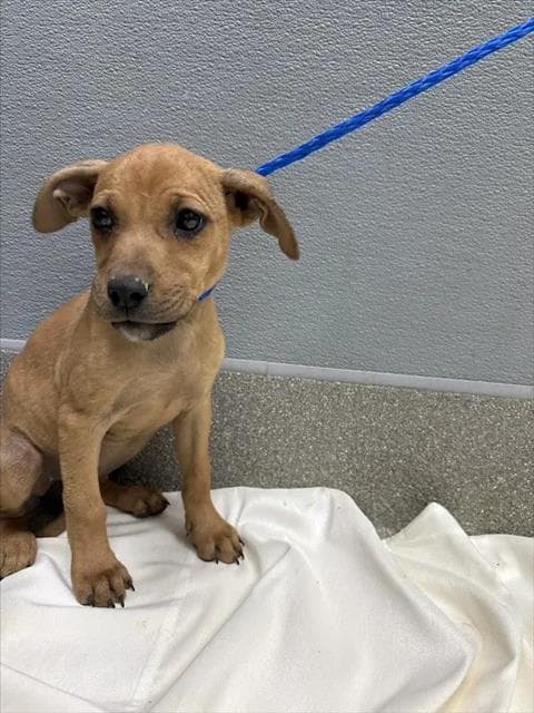 Brittany Spears - Labrador Retriever