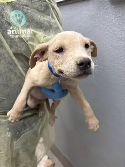 Justin Timberlake - Labrador Retriever