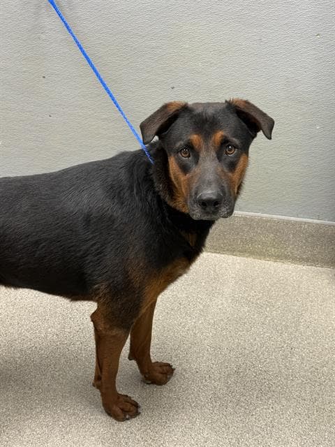 Benji - Rottweiler